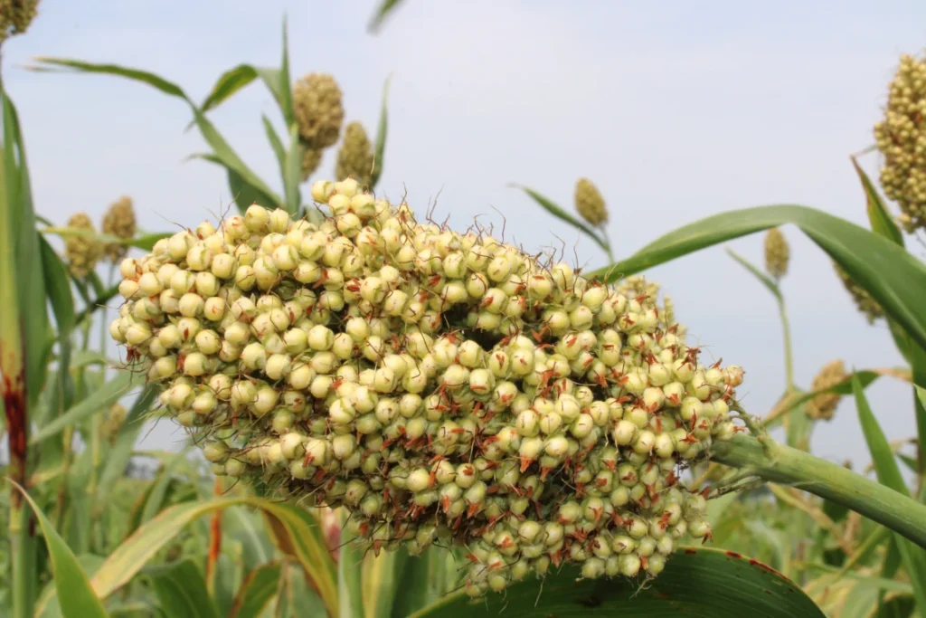 Cacho de sorgo