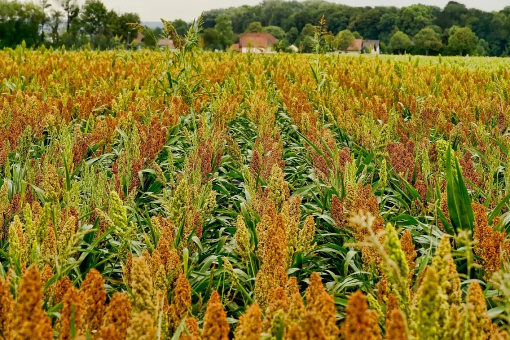 Plantação de Sorgo para fazer farinha de sorgo