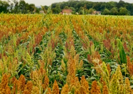 Farinha de Sorgo: A Nova Aliada da Alimentação Saudável